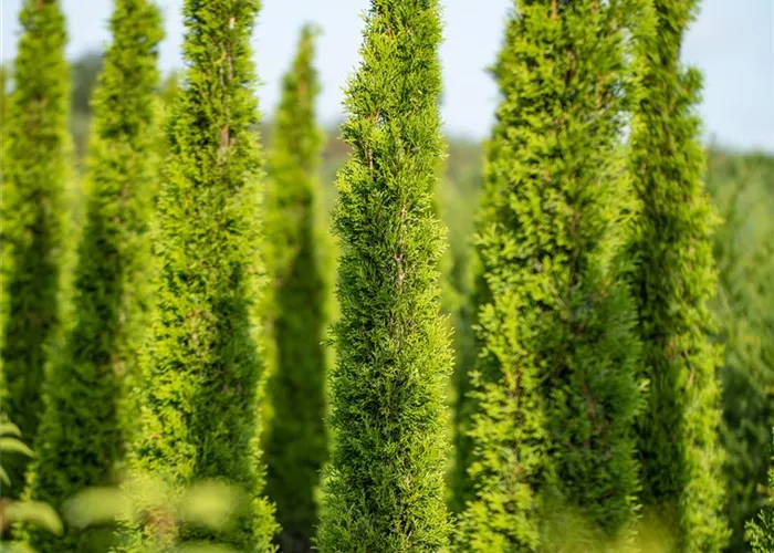 Cupressus sempervirens 'Totem'