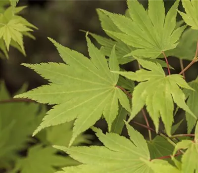 Acer shirasawanum 'Jordan'(s) 