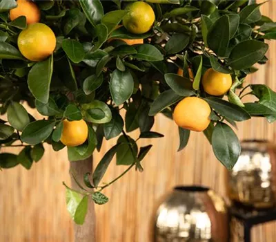 Citrofortunella microcarpa, Stamm