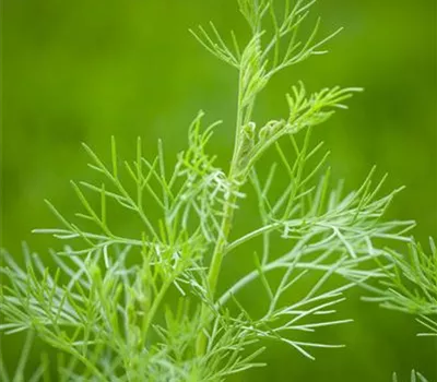 Artemisia abrotanum var. maritima 