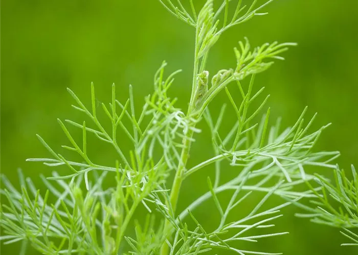 Artemisia abrotanum var. maritima 