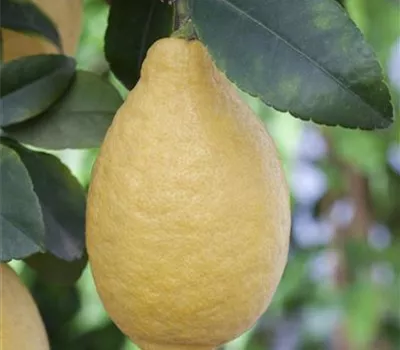Citrus limon Stamm