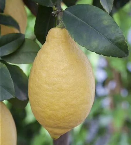 Citrus limon Stamm