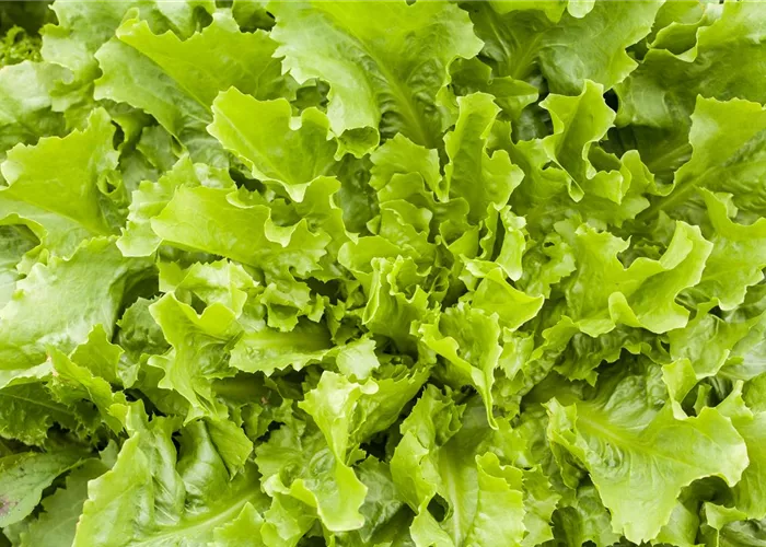 Lactuca sativa var. acephala, grün