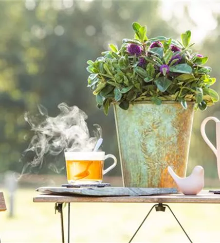 Hebe x andersonii, violett