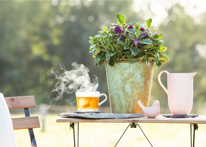 Hebe x andersonii, violett