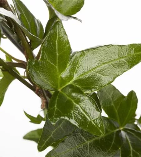 Hedera helix mix