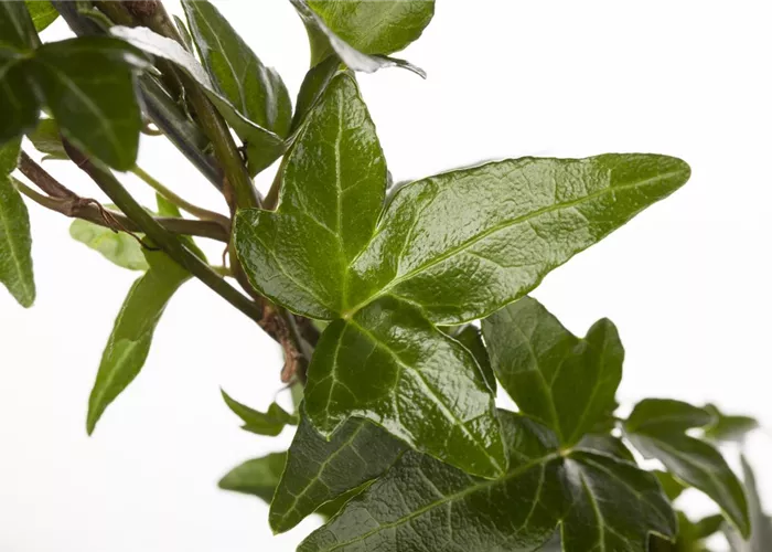 Hedera helix mix