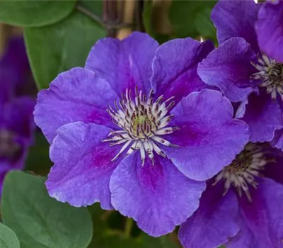 Clematis 'Ashva' Clematis 'Ashva'