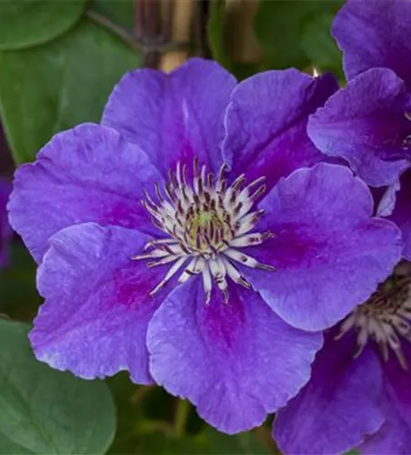 Clematis 'Ashva' Clematis 'Ashva'