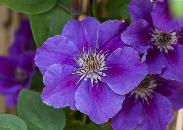Clematis 'Ashva' Clematis 'Ashva'