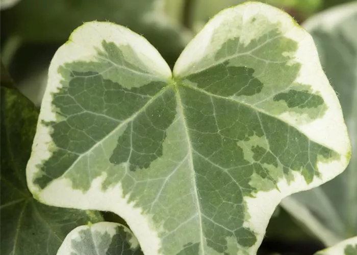 Hedera helix 'Eva' Hedera helix 'Eva'
