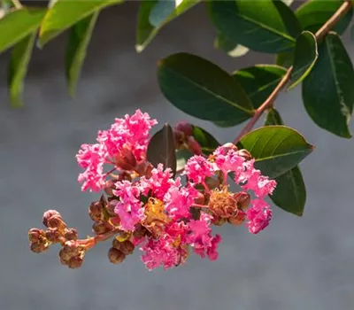 Lagerstroemia indica 'Rhapsody in Pink'®