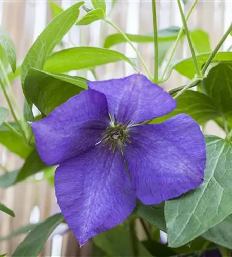 Clematis 'Jackmanii' Clematis 'Jackmanii'