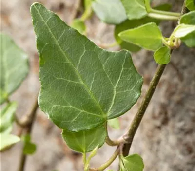 Hedera helix 'Mein Herz'