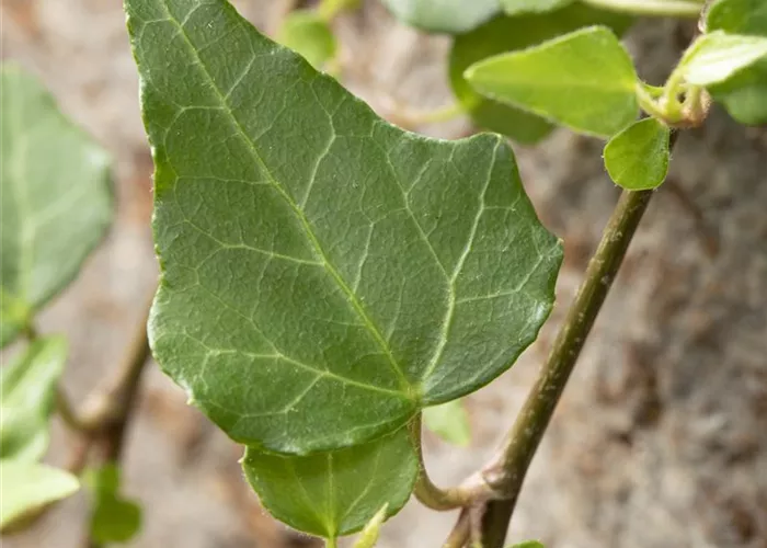 Hedera helix 'Mein Herz' Hedera helix 'Mein Herz'
