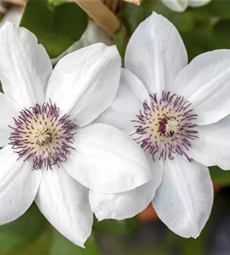 Clematis 'Miss Bateman'
