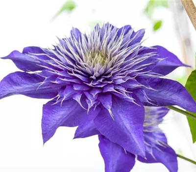 Clematis 'Multi Blue' Clematis 'Multi Blue'