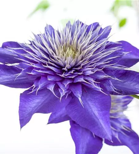 Clematis 'Multi Blue' Clematis 'Multi Blue'