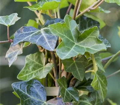 Hedera helix ssp. hibernica 