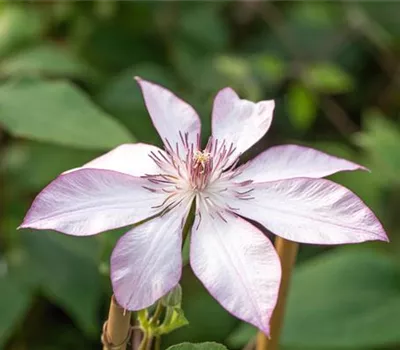 Clematis 'Omoshiro' Clematis 'Omoshiro'