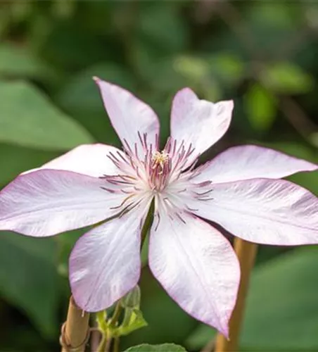 Clematis 'Omoshiro' Clematis 'Omoshiro'