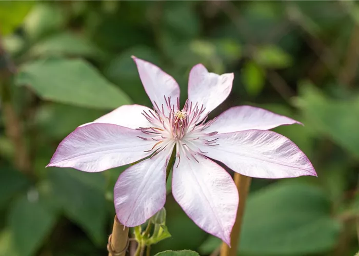 Clematis 'Omoshiro' Clematis 'Omoshiro'