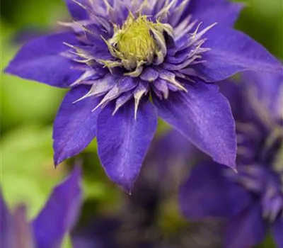 Clematis 'The President'® Clematis 'The President'®