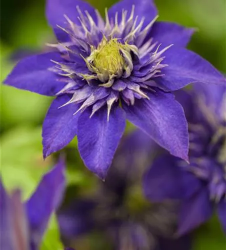 Clematis 'The President'® Clematis 'The President'®