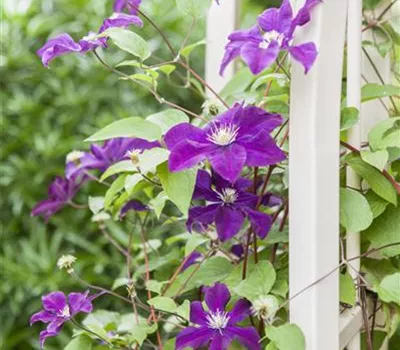 Clematis 'Warszawska Nike'  Clematis 'Warszawska Nike'