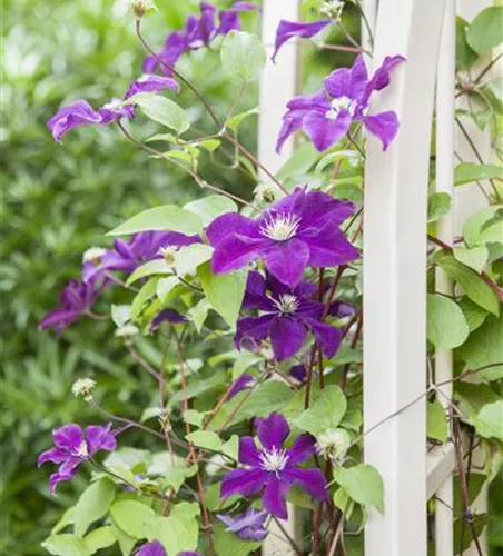 Clematis 'Warszawska Nike'  Clematis 'Warszawska Nike'