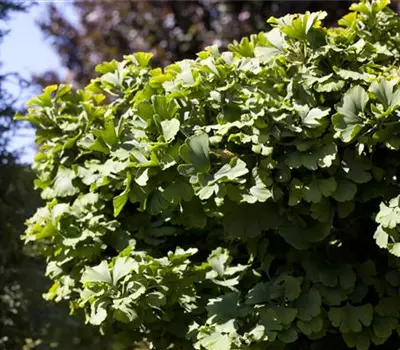 Ginkgo biloba 'Simon'