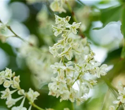 Fallopia aubertii  Fallopia aubertii