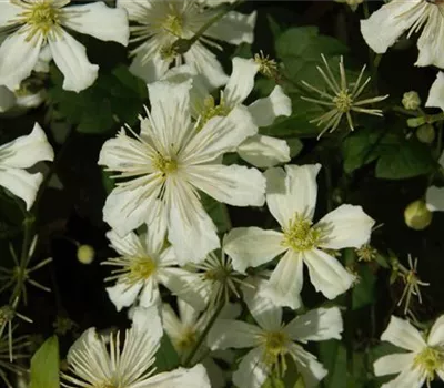 Clematis armandii Clematis armandii