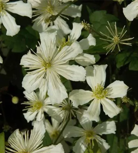 Clematis armandii Clematis armandii