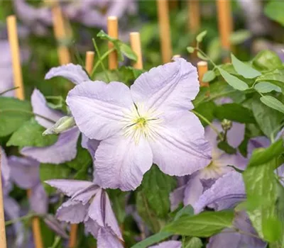 Clematis viticella 'Blue Angel'  Clematis viticella 'Blue Angel'