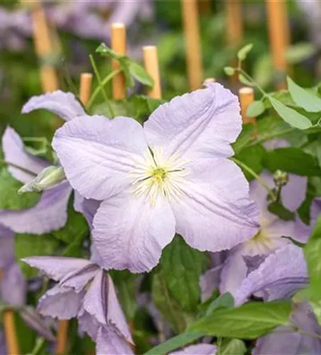 Clematis viticella 'Blue Angel'  Clematis viticella 'Blue Angel'