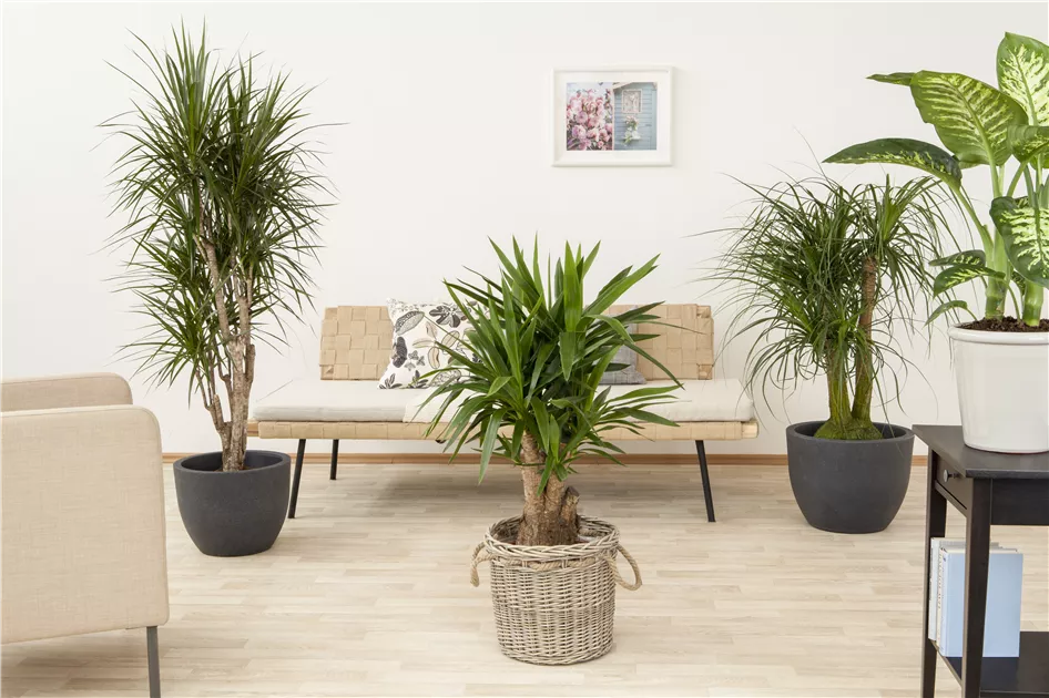 Nolina recurvata, ..., Elefantenfu