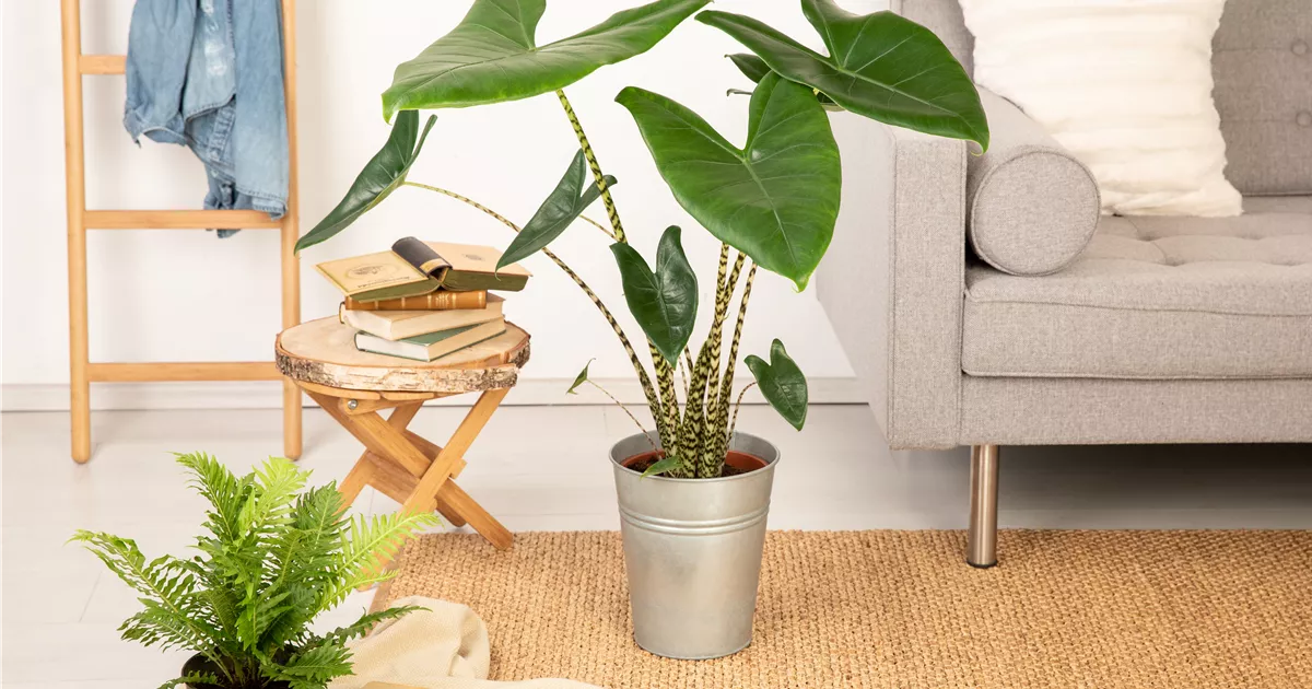 Alocasia zebrina