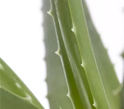 Aloe vera Aloe vera