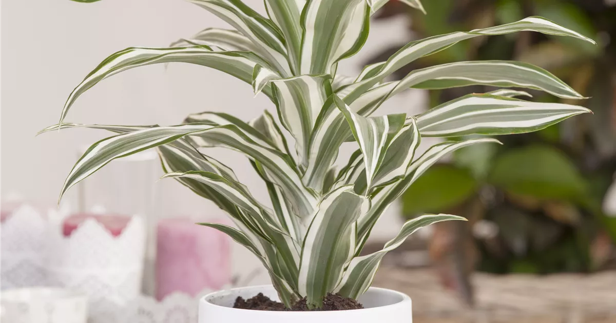 Dracaena deremensis 'Kanzi'