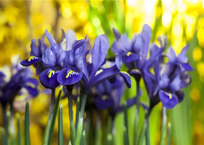 Iris reticulata 'Harmony' 