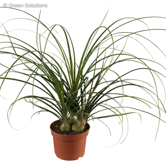 Nolina recurvata, ..., Elefantenfu