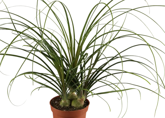 Nolina recurvata, ..., Elefantenfuß