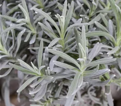 Lavandula angustifolia, Stamm