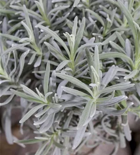 Lavandula angustifolia, Stamm
