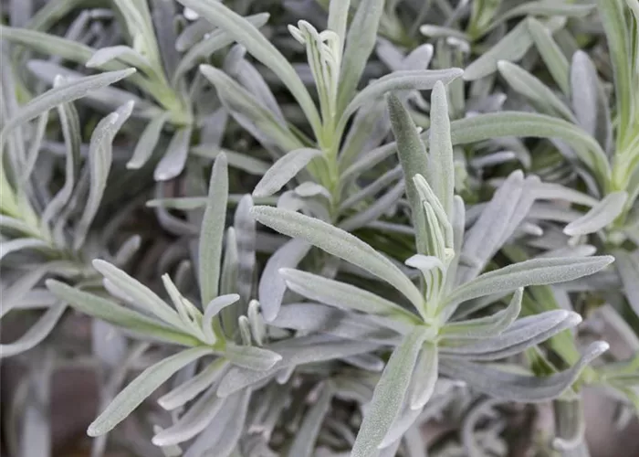Lavandula angustifolia, Stamm