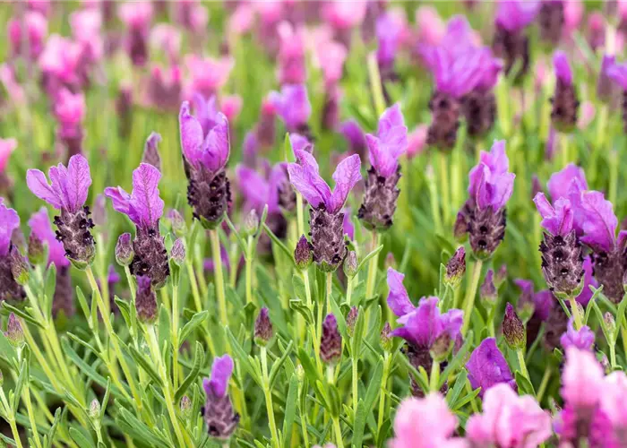 Lavandula stoechas 'Papillon Purple'