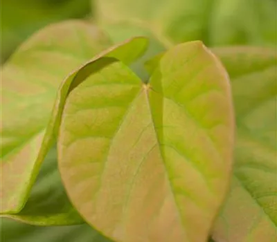 Cercis chinensis 'Avondale'