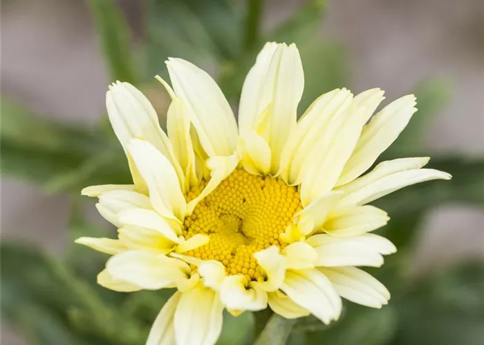 Leucanthemum x superbum 'Banana Cream'